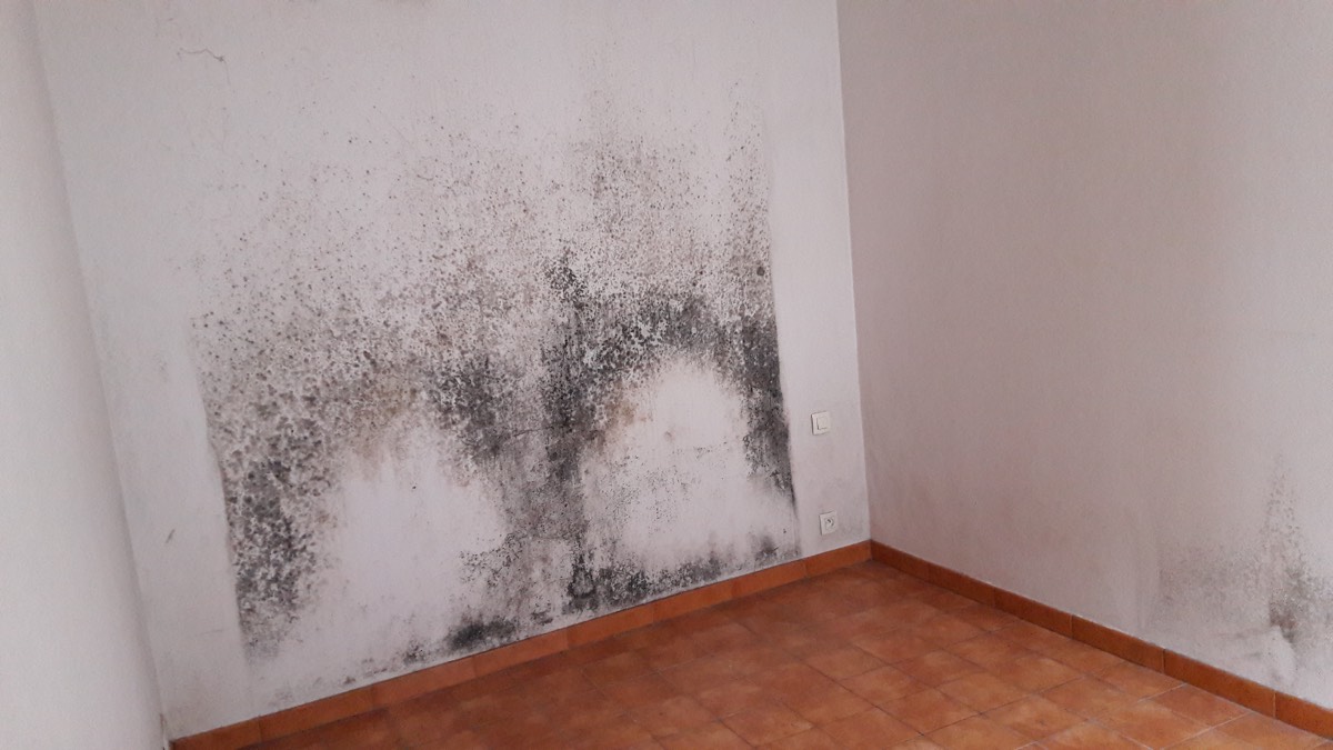 Moisissures - Expertise humidité à Boulogne-Billancourt